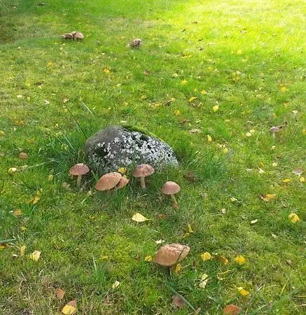 Rekreacni Dum Pohoda Jiřetín pod Jedlovou Esterno foto
